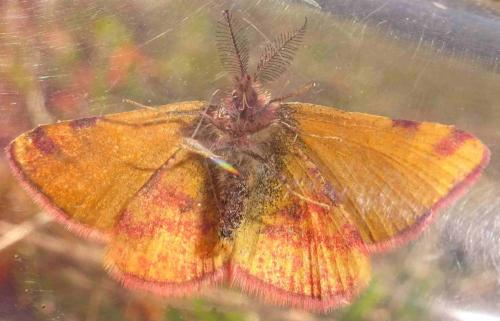 Réf. 354 469 : Lythria sanguinaria